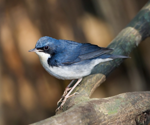 Гургалдай (Номин гургалдай)